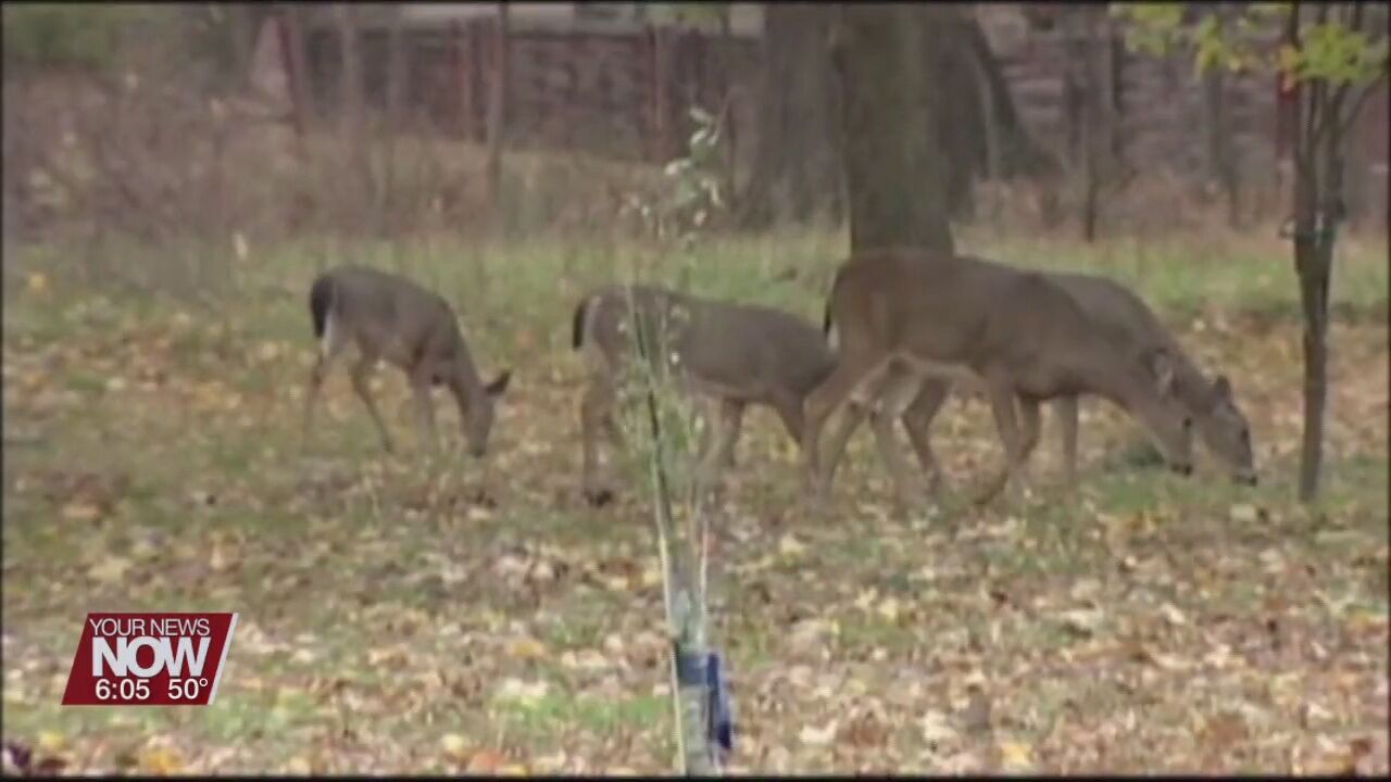 Residents urged to practice caution as an increase is expected in deer-related crashes